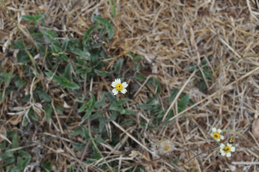 Tridex procumbens 